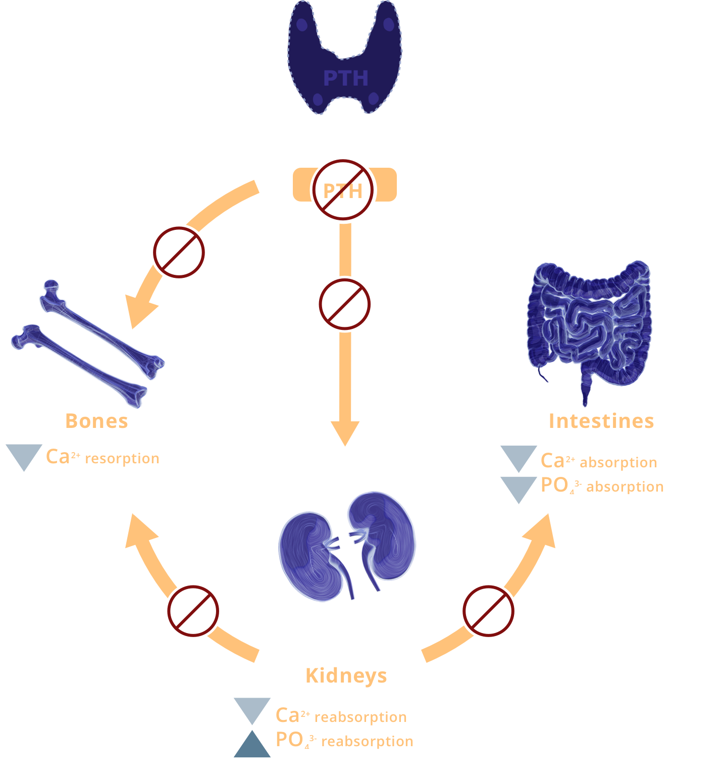 pathophysiology of hypopara