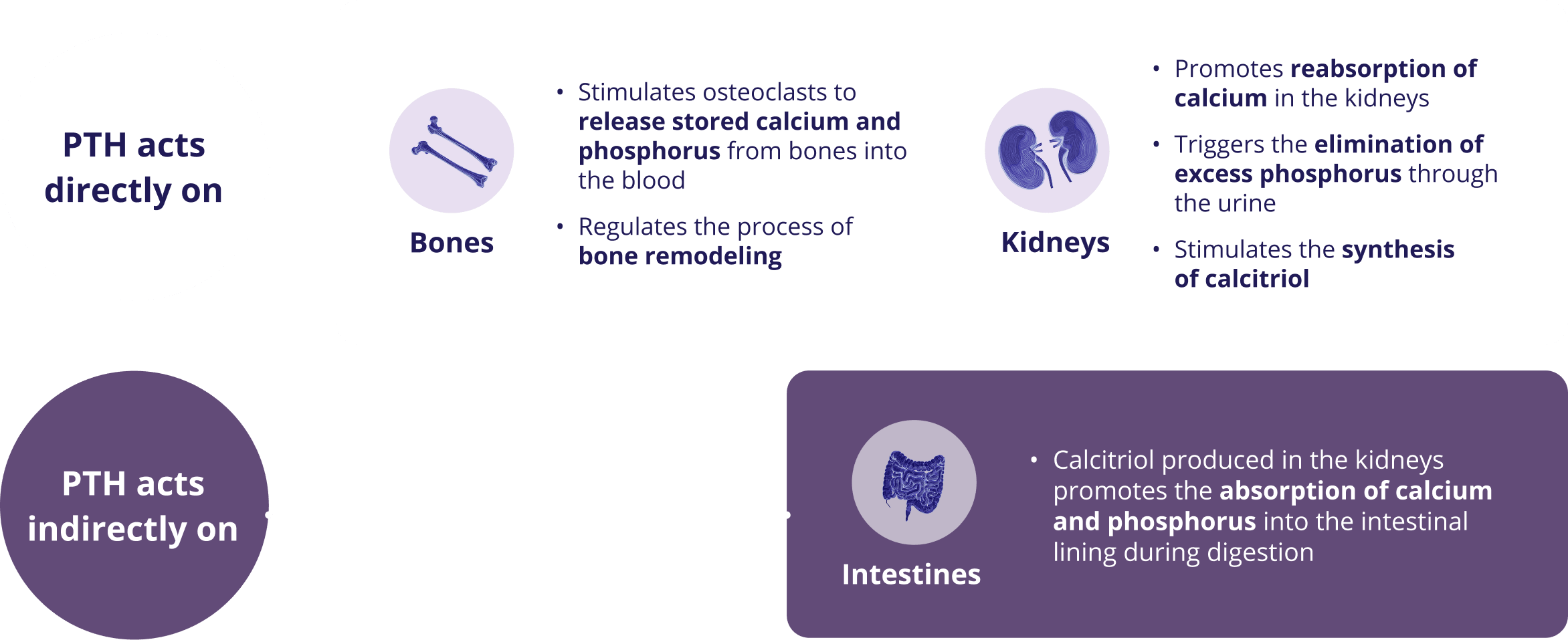 Visual that shows how PTH impacts bones and kidneys