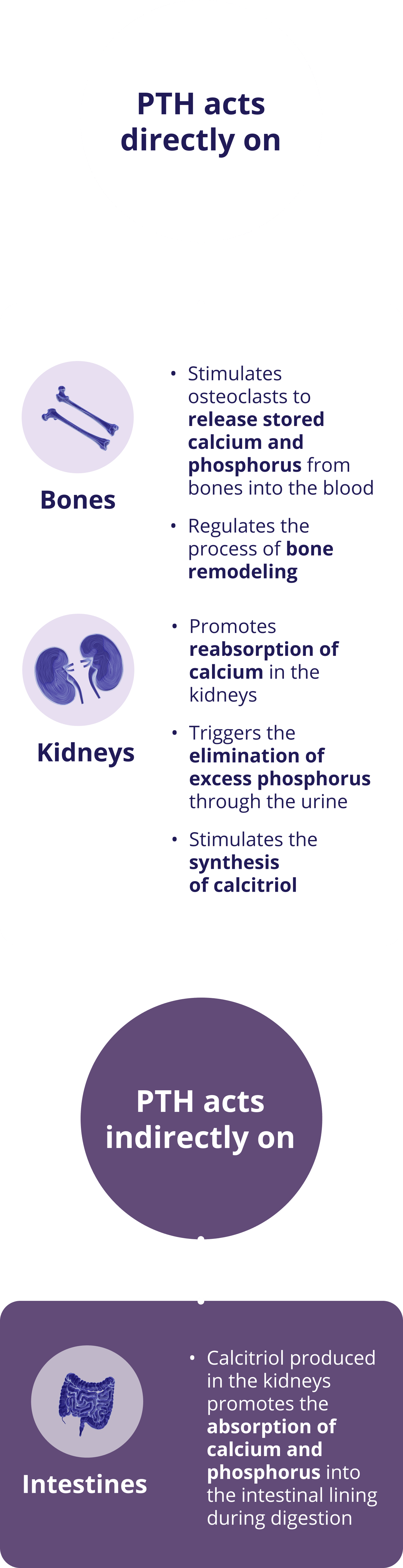 Visual that shows how PTH impacts bones and kidneys