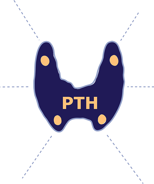 thyroid active